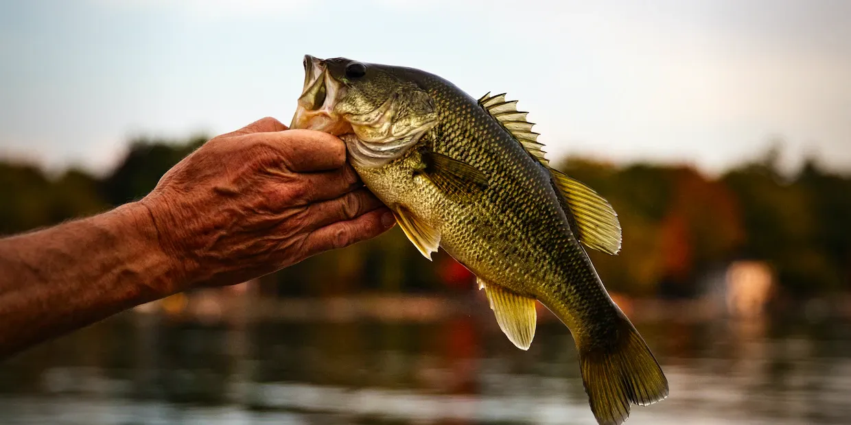 5 Deadly Lures for Catching Largemouth Bass
