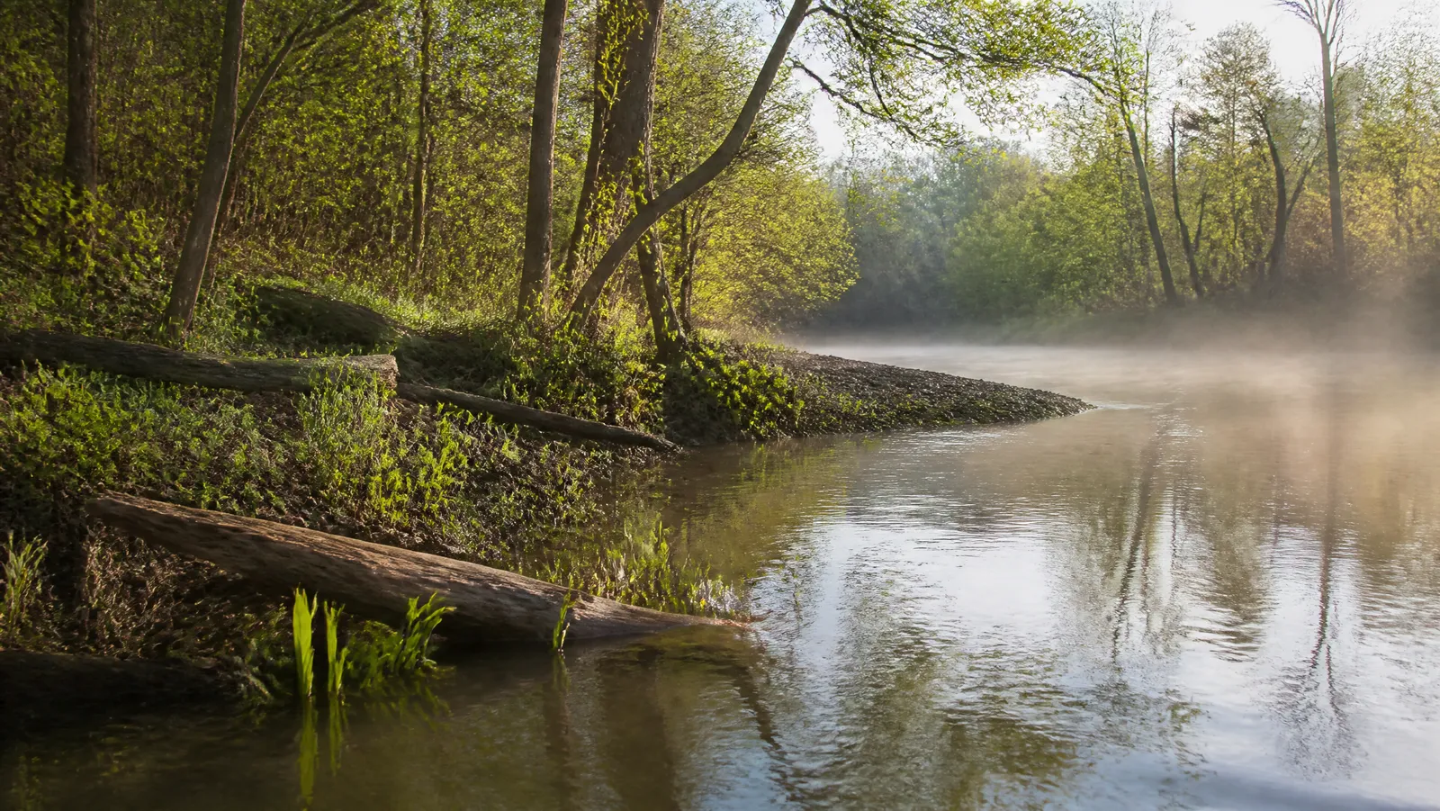 Calm shallow spring cove at sunrise with budding hardwoods, mist, and a sunken log