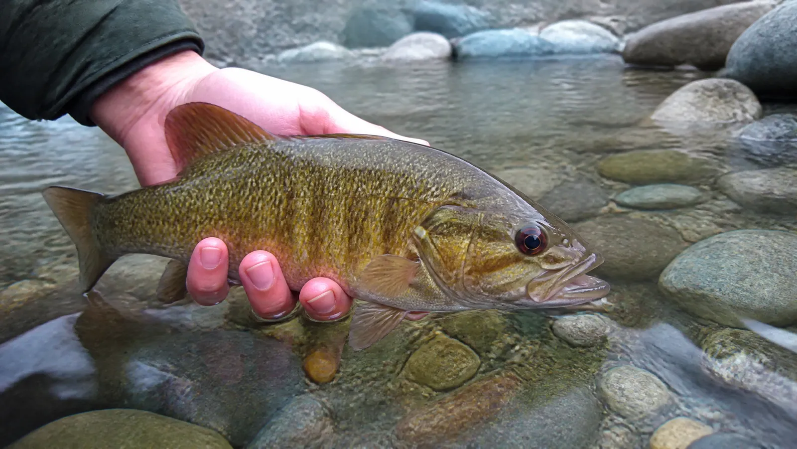 Smallmouth bass with bronze flanks and dark vertical bars held over clear rocky river water